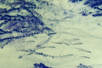 N 058A